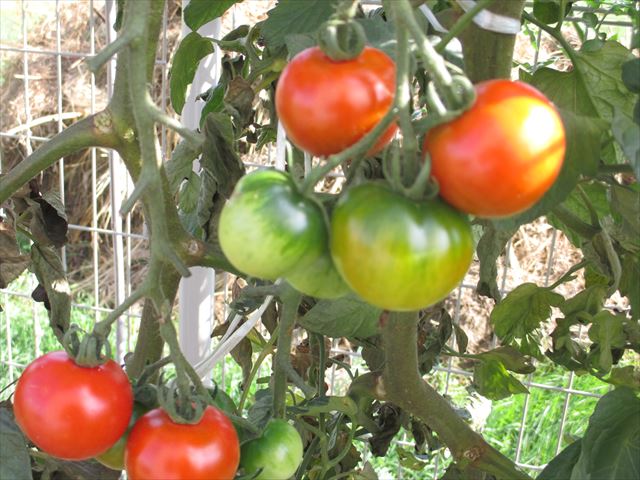 今年もトマト沢山収穫しました❣